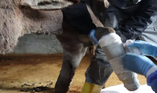 Mardin’de ayağı kırılan eşeğe protez takıldı