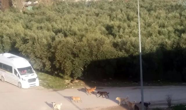 Mudanya’da başıboş köpeklerin ‘sürü’ tedirginliği!