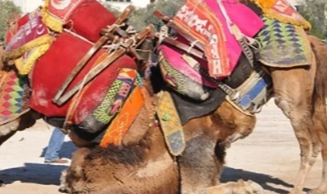 Muğla Milas’ta deve güreşi festivali düzenlenecek