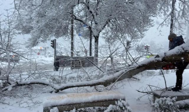 Ordu’da şiddetli kar, ağaçlara zarar verdi