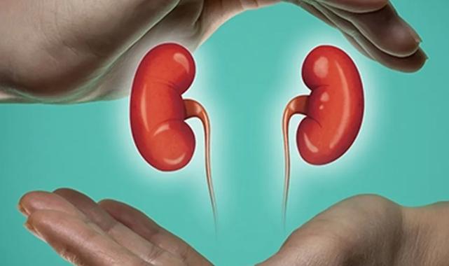 Sakarya’da böbrek sağlığı anlatılacak