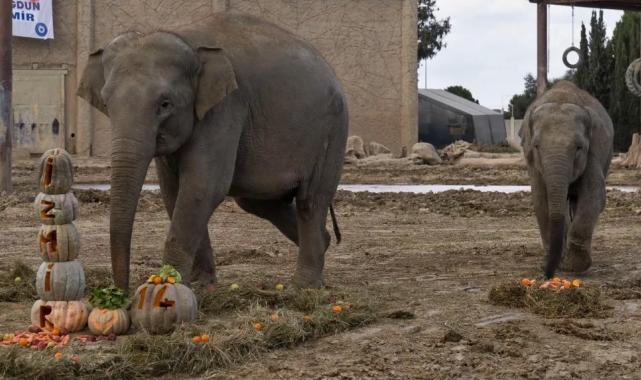 Türkiye’de doğan ilk fil İzmir 14 yaşında… ‘Fil’e bal kabaklı yaş günü!