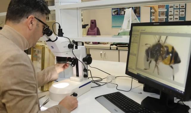 Uludağ’da 3 yıllık arı keşfine çıkılıyor!