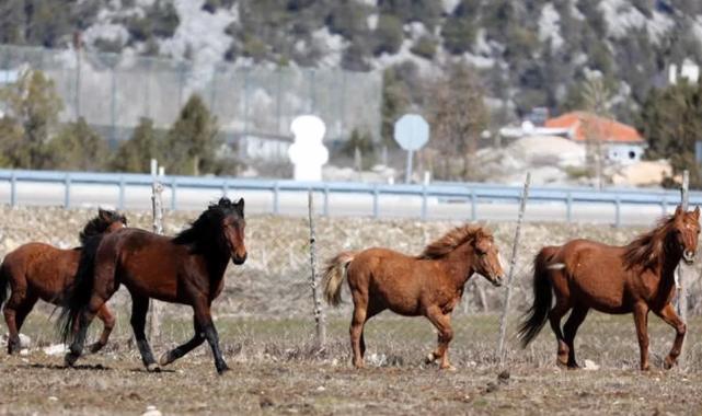 Antalya Büyükşehir yılkı atları için doğaya saman bıraktı
