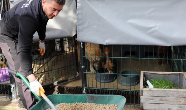 Bursa Mudanya’da can dostlar aç kalmıyor