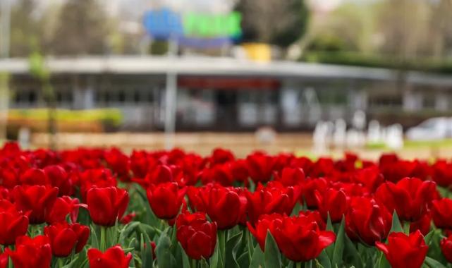 Bursa’da parklar lale ve çiçeklerle renklendi