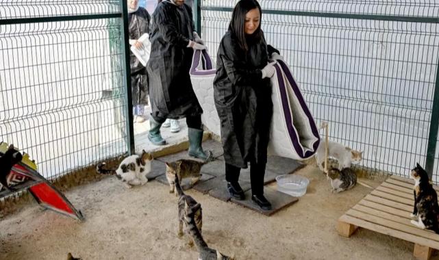 Büyükşehir ve gönüllüler patili dostlar için iş birliği yapıyor