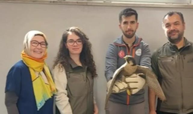 Denizli Büyükşehir Belediyesi yaralı akdoğanı hayata döndürdü