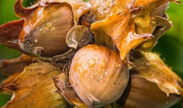 Fındık yeterlilik derecesinde zirvede