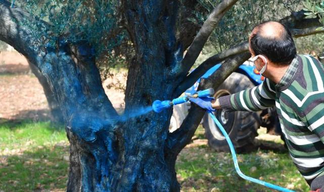 İzmir Büyükşehir zeytin üreticisine ‘ilaç’ oldu… İzmir kutsal ağaca ‘ilaç’ oldu