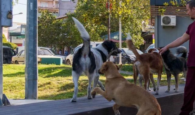 İzmir’in 11 ilçesinde sahipsiz hayvan sayımı tamamlandı