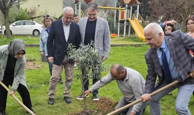 Kocaeli’de zeytin ağaçları toprakla buluştu