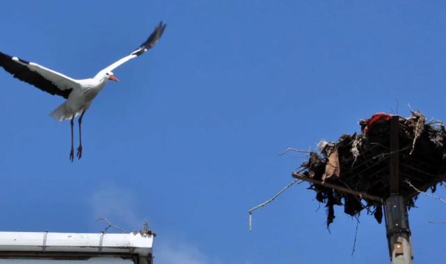 Kocaeli’den leylek yuvasına güvenli dokunuş