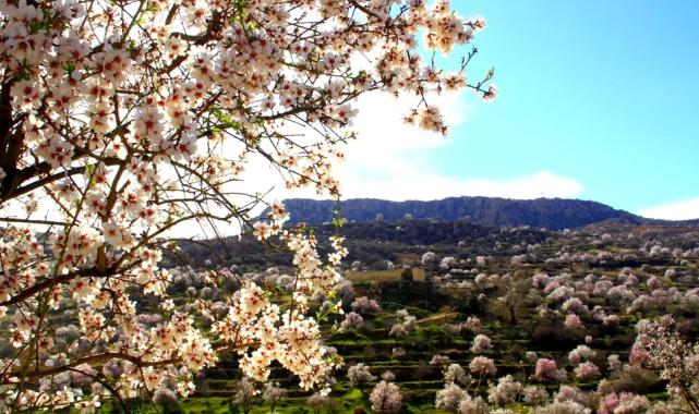 Mardin Yeşilli’de renk cümbüşü  (ÖZEL HABER)