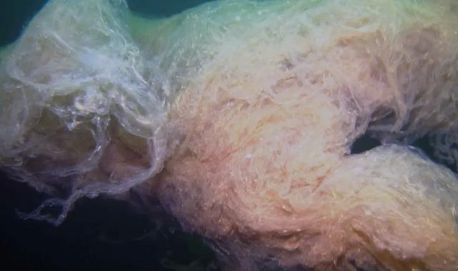 Müsilaj büyük bulutlara dönüştü!