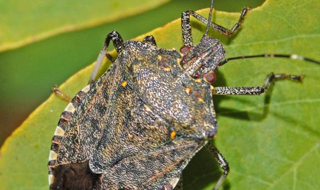 Sakarya’da kahverengi kokarca zararlısına karşı önemli adım… Sakarya ‘Tutsak’ı tanıtacak