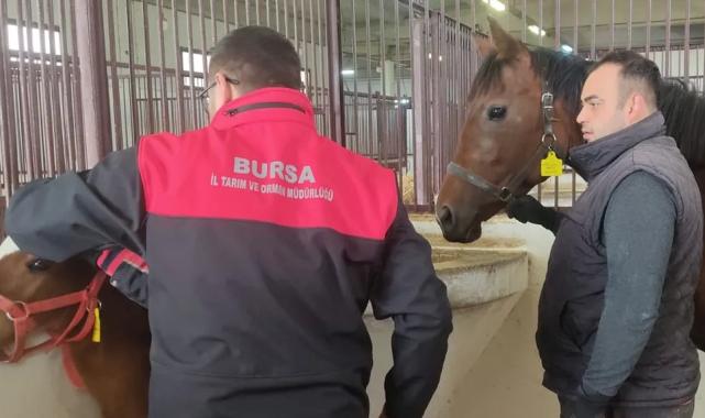 Tay tescil işlemleri Bursa’da sürüyor