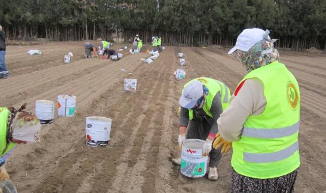 Türkiye’de ormanlarda çalışan 18 bin kadın var!