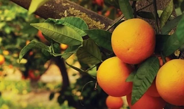 Turunçgiller tarım ürünlerinin zirvesinde