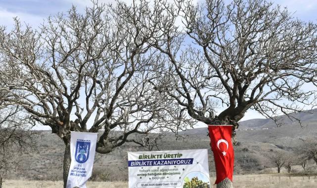 Yabani sakız ağaçları Ankara fıstığı olacak!