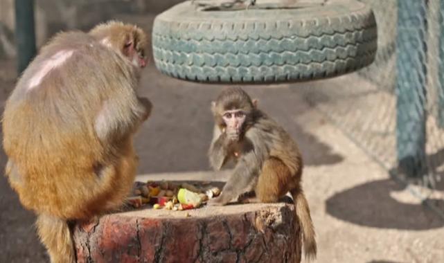 Yavru maymun ‘Fıstık’ yeni ailesine alıştı