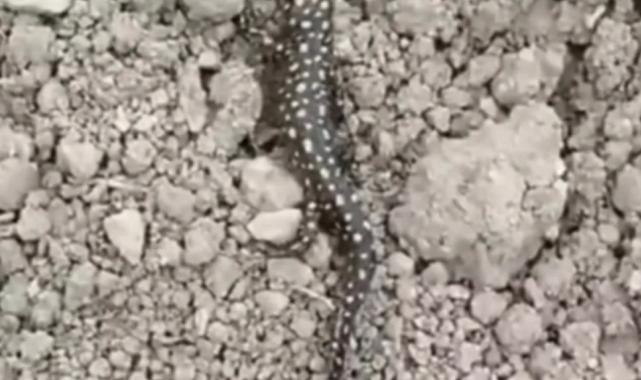 ‘Anadolu Benekli Semenderi’ Nisan yağmurlarıyla görüntülendi