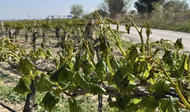 Anahtar’dan Manisa çiftçisine ‘don’ sonrası destek çağrısı