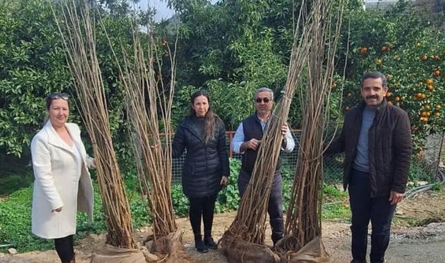 Antalya Büyükşehir’den dut fidanı desteği
