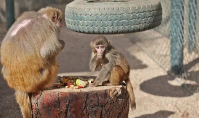 Antalya’da yavru maymun ‘Fıstık’ yeni ailesine alıştı