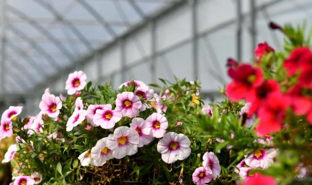 Antalya’nın ‘Rio Karnavalı’ başlıyor! 11 lise en güzel desen için yarışacak