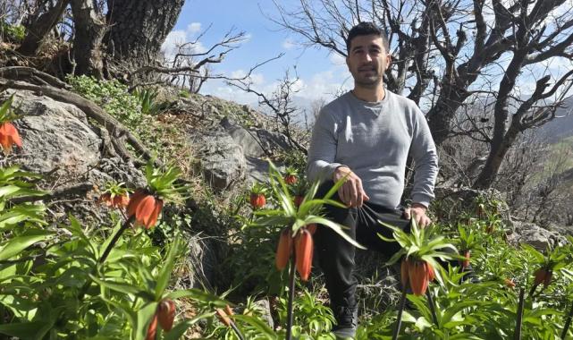 Batman Sason’da ters laleler görücüye çıktı