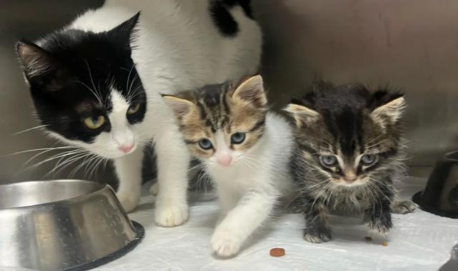 Bursa Büyükşehir tatilde de can dostların yanında