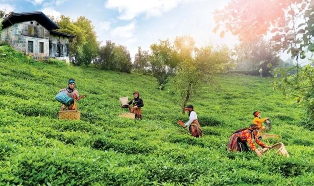 Çay topraklarına can suyu… Rize, Trabzon ve Artvin’de çay bahçelerinde verim arttı