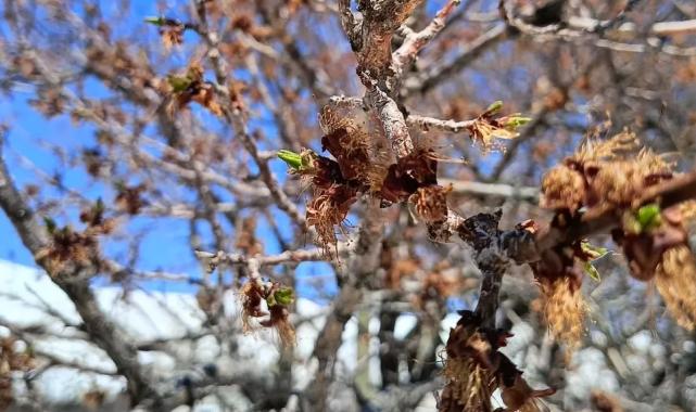 Çiftçiyi ‘don’ perişan etti! Borçlar ertelenmeli, afet bölgesi ilan edilmeli!