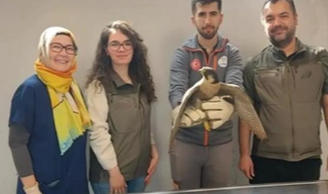 Denizli Büyükşehir yaralı akdoğanı hayata döndürdü