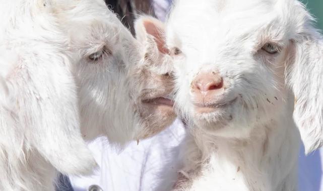 Doğal yaşam parkı’nda yavru heyecanı