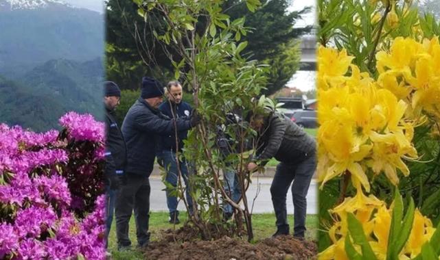 Giresun mor ve sarı güllerle donatılıyor
