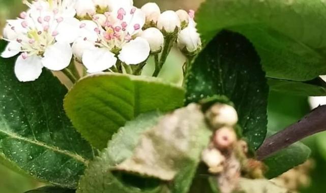 İklim dengesizliğine yeni umut! Aronya -40’a direnç gösteriyor!