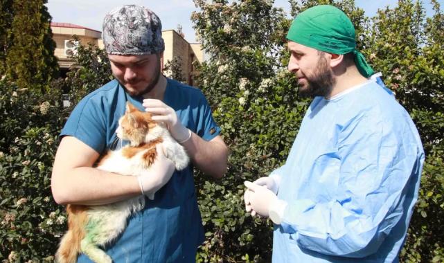 Kocaeli’de sokak hayvanlarına şefkat eli