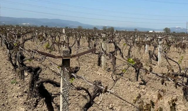 Manisa Büyükşehir’den üreticiye ‘zirai don’ desteği