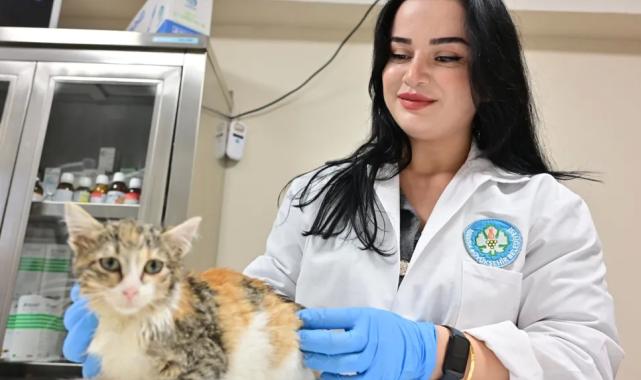 Manisa’da kısırlaştırılan kedi sayısı 3 bini geçti