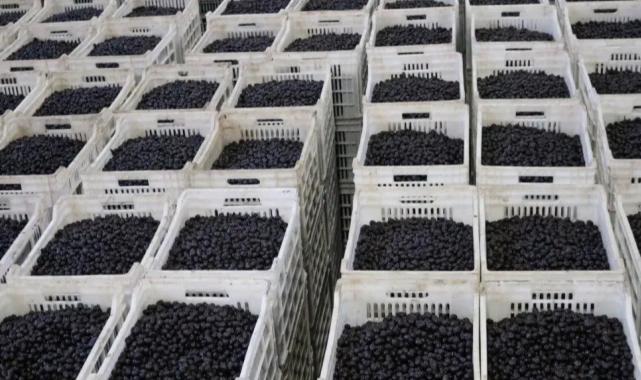 Marmarabirlik son dilim ödemeyi 25 Nisan’da yapacak