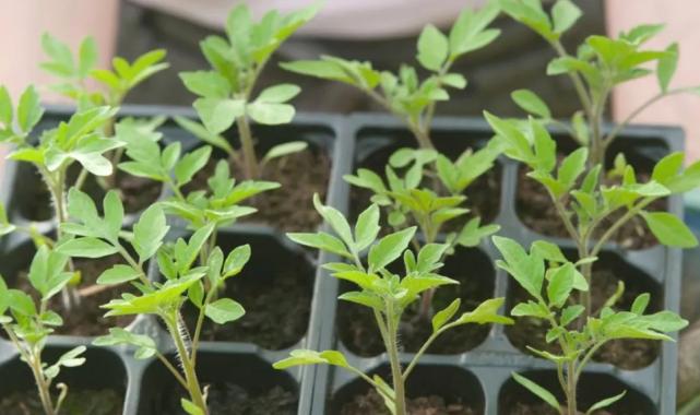 Milas’ın ata tohumları yaygınlaştırılacak