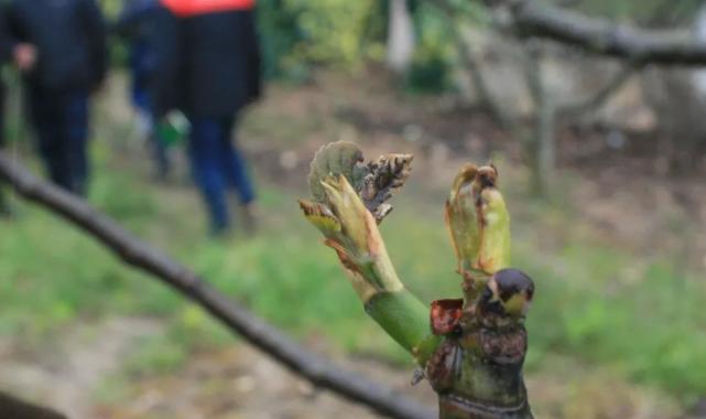 Mudanya’da soğuk hava üretimi yaktı!
