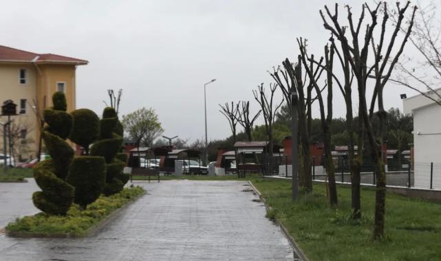 Muğla’da ağaçlara gençlik aşısı