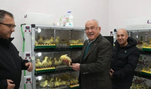 Ordu’da kaz yetiştiriciliği artıyor