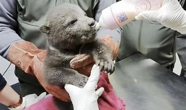 Orman işçilerinin bulduğu yavru ayı “Bulut”a özel bakım