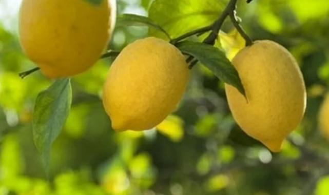 Ticaret’ten limon ihracatına geçici kısıtlama!