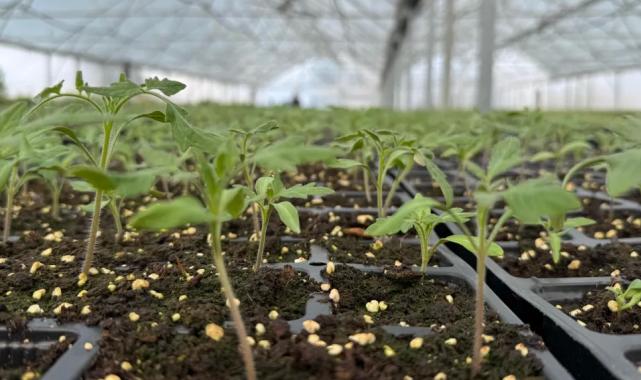 Tohum Takas Şenliği başlıyor