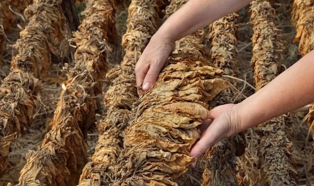 Tütün sektörü 2025 yılında 80 bin ton üretim hedefi koydu